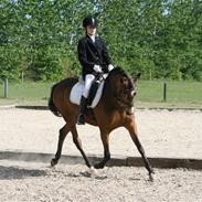 New Forest Orchid´s Sheila SOLGT