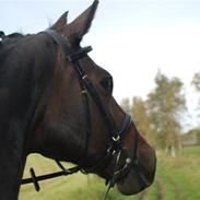 Dansk Varmblod Aberdeen *TIDLIGERE PART*