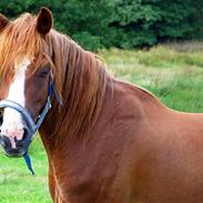 Anden særlig race Rico