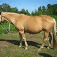 Palomino Kamilla (død)