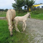 Palomino Kamilla (død)