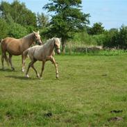 Palomino Kamilla (død)