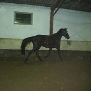 Dansk Varmblod Darth Vader.. *DØD* <3