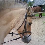 Fjordhest (Gammel part) Daisy