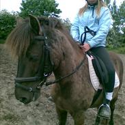 Gotlandsruss KAHLUA <3