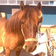 Gotlandsruss KAHLUA <3