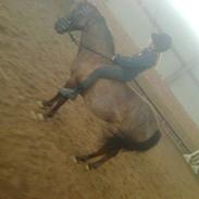 Gotlandsruss KAHLUA <3