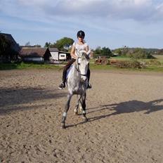 New Forest Egeballes idol (SOLGT)