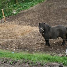 Shetlænder Lonnie :) SOLGT