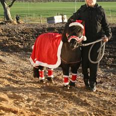 Shetlænder Lonnie :) SOLGT