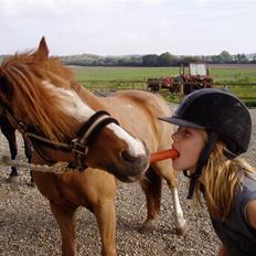 Welsh Pony (sec B) Tarzan (SOLGT)