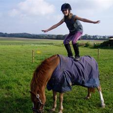 Welsh Pony (sec B) Tarzan (SOLGT)