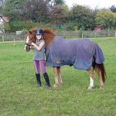 Welsh Pony (sec B) Tarzan (SOLGT)