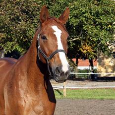 Hannoveraner Wandolf R.I.P