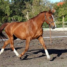 Hannoveraner Wandolf R.I.P