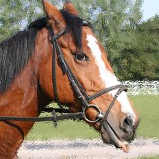 Anden særlig race robin<3  (gl.paret)