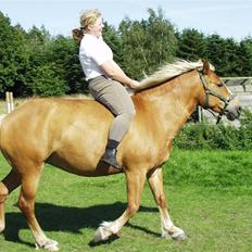 Haflinger stald handbergs Nuschka