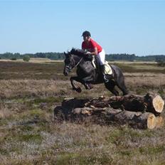 Anden særlig race Daisy *SOLGT*