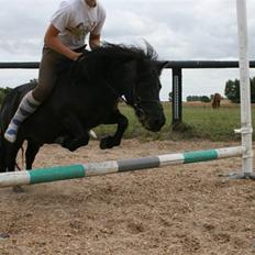 Shetlænder Børge "den sorte" :)