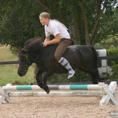 Shetlænder Børge "den sorte" :)