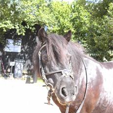 Shetlænder Børge "den sorte" :)