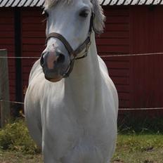 Anden særlig race Malu <33