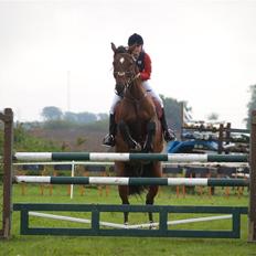 Dansk Varmblod Enghøjgaard M. Masson. 