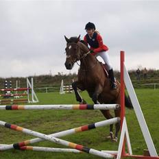 Dansk Varmblod Enghøjgaard M. Masson. 