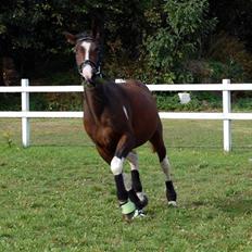 Pinto Indiana -Solgt-  