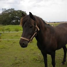 Islænder Rán köldukinn