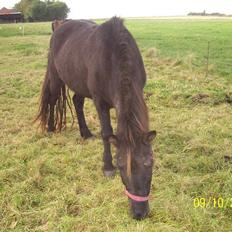 Islænder Rán köldukinn