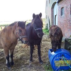 Islænder Rán köldukinn