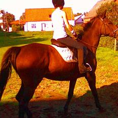 Anden særlig race Danny