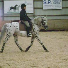 Knabstrupper Charmeur *Solgt*