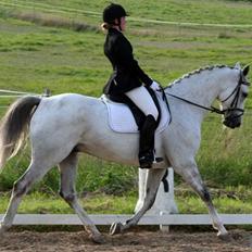 Dansk Varmblod Ronaldo