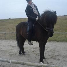 Islænder Fjalar Fra Løvemose<3