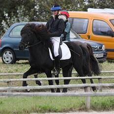 Islænder Fjalar Fra Løvemose<3