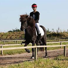 Islænder Fjalar Fra Løvemose<3