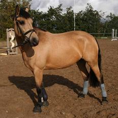 Hollandsk Sportspony Valerie (solgt 09)