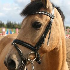 Hollandsk Sportspony Valerie (solgt 09)