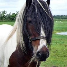 Tinker Viktor K Skønhest