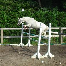 Welsh Mountain (sec A) * Prinsesse Perle <'3 RIP