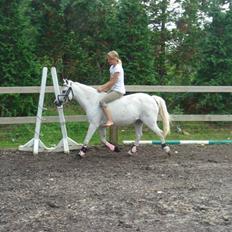 Welsh Mountain (sec A) * Prinsesse Perle <'3 RIP