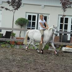 Welsh Mountain (sec A) * Prinsesse Perle <'3 RIP