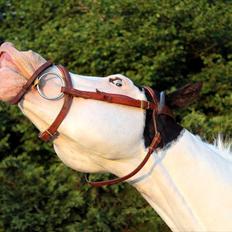 Paint *Precious Stormy Ice HINGST