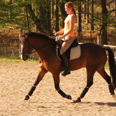 New Forest Odbjergs Bento SOLGT