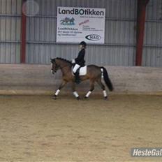 New Forest Odbjergs Bento SOLGT