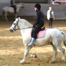 Anden særlig race Hugo