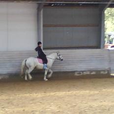 Anden særlig race Hugo