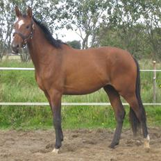 Dansk Varmblod Faithful´s Queen 